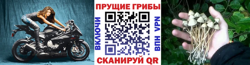 Псилоцибиновые грибы мицелий  закладки  Ленинградская 